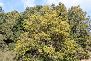 Monte Cicirello